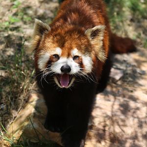 Red Panda