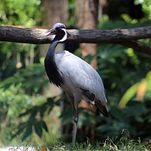 Demoiselle Crane