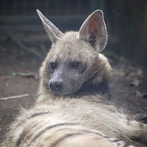 Striped Hyena