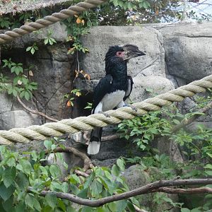 Trumpeter Hornbill at the Greensboro Science Center