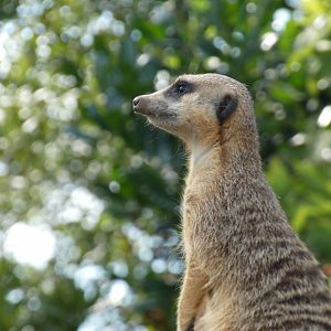 Slender-tailed Meercat at the Greensboro Science Center