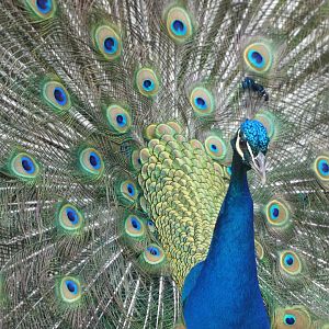 Peacock at the Greensboro Science Center