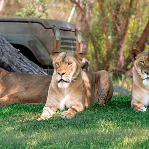 Amira, Zuli, and Malika