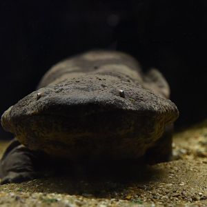 Chinese giant salamander