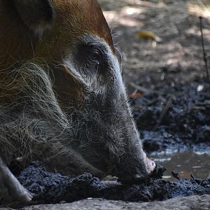 Red river hog
