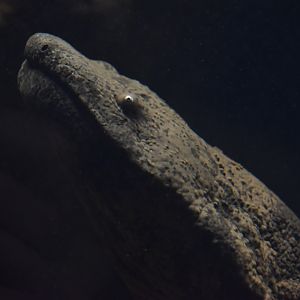 Chinese giant salamander