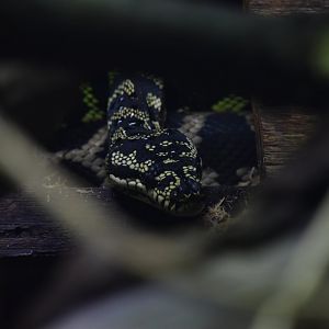 Jungle carpet python
