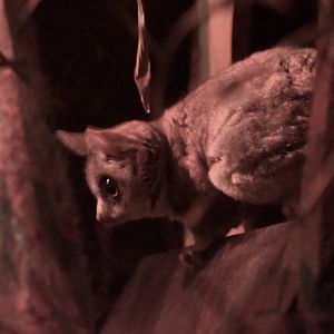 Moholi bushbaby