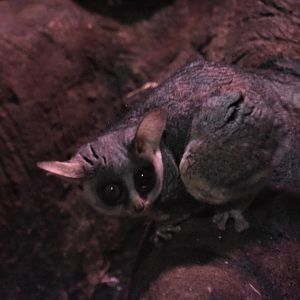 Moholi bushbaby