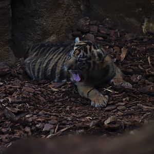 One of the three Tiger cubs