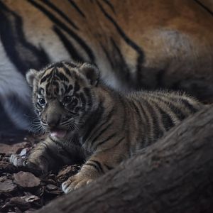 One of the three Tiger cubs