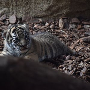 One of the three Tiger cubs