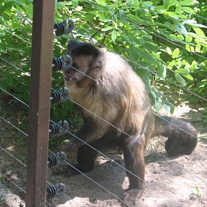 Black-capped capuchin