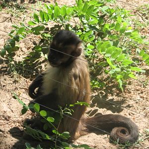 Black-capped capuchin