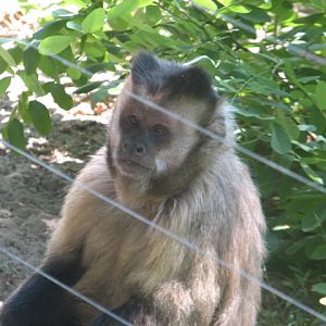 Black-capped capuchin portrait