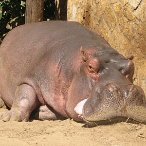 Nile hippo