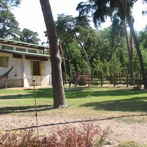 Reticulated giraffe exhibit