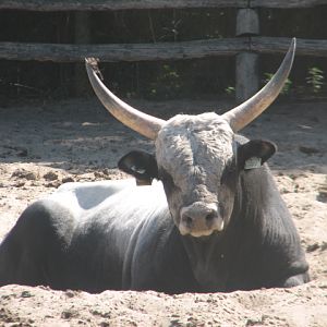Hungarian grey cattle