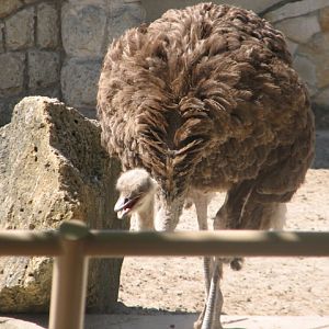 Ostrich
