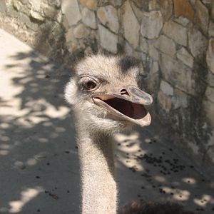 Ostrich portrait