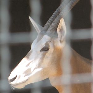 Scimitar-horned oryx portrait