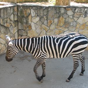 Maneless zebra