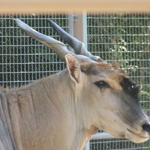 Eland portrait