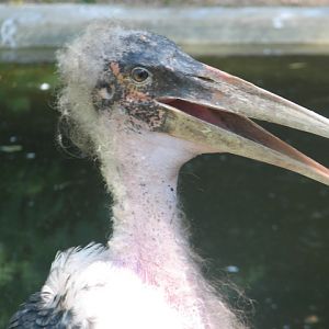 Marabou portrait