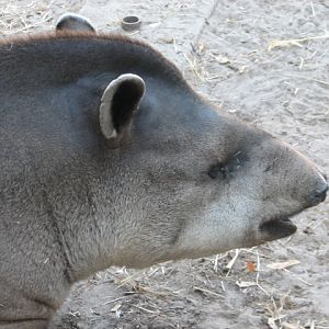 Lowland tapir