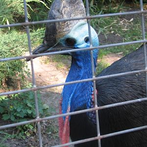 Kálmán the cassowary