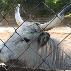 Hungarian grey cow portrait