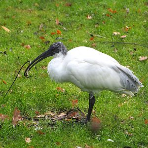 Black-headed ibis (Threskiornis melanocephalus), 2021-11-23