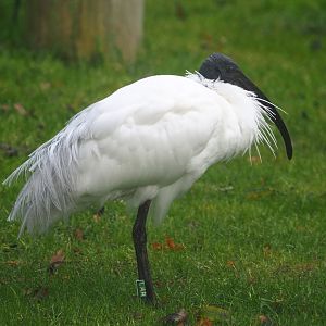 Black-headed ibis (Threskiornis melanocephalus), 2021-11-23