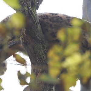Snow leopard (Panthera uncia), 2021-11-23