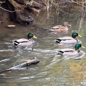Wild Mallards (Anas platyrhynchos), 2021-11-23