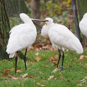 Grooming Eurasian spoonbills (Platalea leucorodia), 2021-11-23
