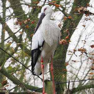 Oriental stork (Ciconia boyciana), 2021-11-23