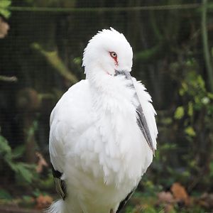Oriental stork (Ciconia boyciana), 2021-11-23
