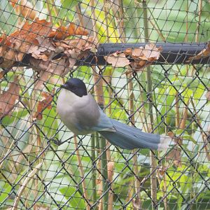 Asian Azure-winged magpie (Cyanopica cyanus), 2021-11-23