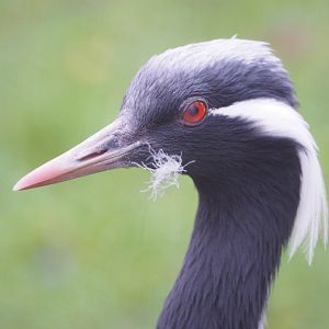 Demoiselle crane (Anthropoides virgo), 2021-11-23
