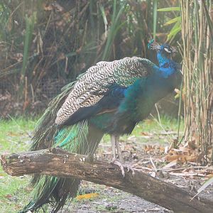 Blue peafowl (Pavo cristatus), 2021-11-23