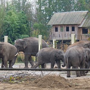 Asian elephant herd (Elephas maximus), 2021-11-23