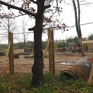 Asian elephant paddock, Seen from the viewing area near the entrance to the tree-top walk, 2021-11-23