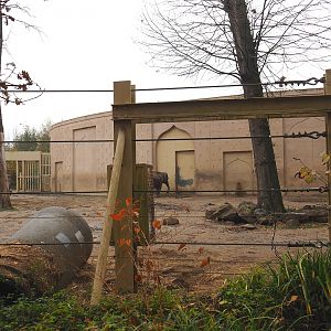 Asian elephant house and part of paddock, Seen from the viewing area near the entrance to the tree-top walk, 2021-11-23
