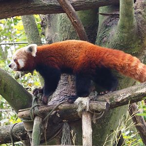 Nepalese red panda  (Ailurus fulgens), 2021-11-23