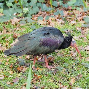 Waldrapp (Geronticus eremita), 2021-11-23