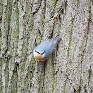 Wild Eurasian nuthatch  (Sitta europaea), 2021-11-23