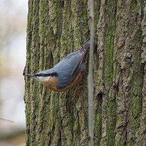 Wild Eurasian nuthatch  (Sitta europaea), 2021-11-23
