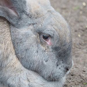 Domestic rabbit (Oryctolagus cuniculus domesticus), 2021-11-23