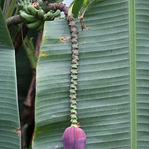 Banana Flower